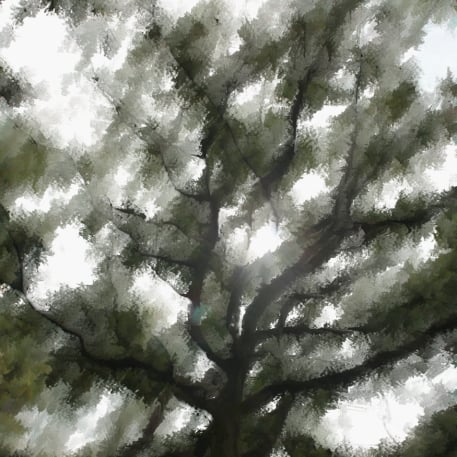 Visuel Foresta