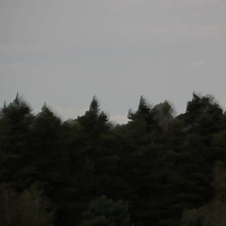 Visuel Foresta