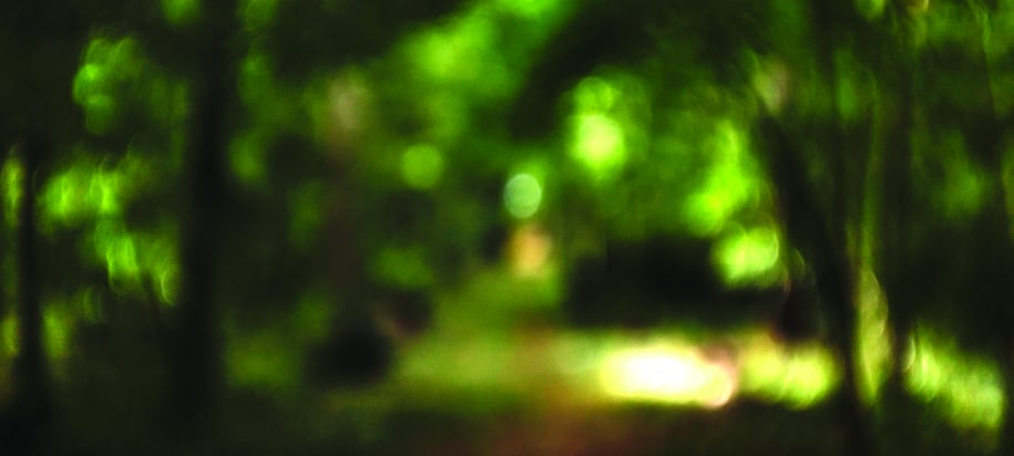 Visuel Foresta