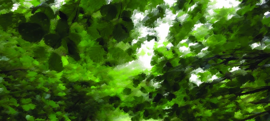 Visuel Foresta