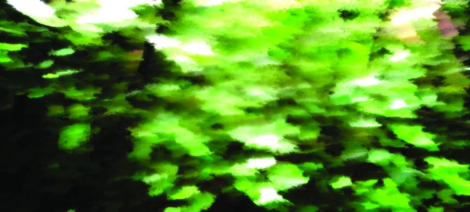 Foresta